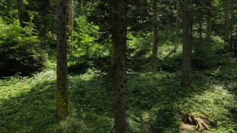 Stock Video Inside A Forest Of Tall Trees And Vegetation Animated Wallpaper - Free Live Wallpaper