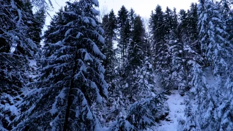 Stock Video Inside A Forest Covered In Snow Animated Wallpaper - Free Live Wallpaper