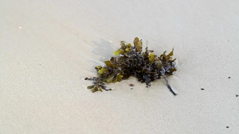 Stock Video Insects On Seaweed Animated Wallpaper - Free Live Wallpaper