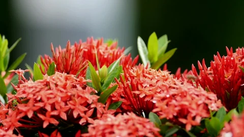 Stock Video Insects Working On Red Plants Animated Wallpaper - Free Live Wallpaper