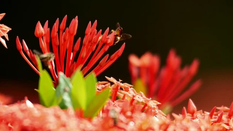 Stock Video Insects On Plants In The Sun Animated Wallpaper - Free Live Wallpaper