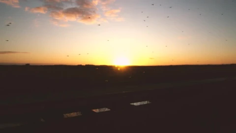 Stock Video Insects Flying At Sunset Animated Wallpaper - Free Live Wallpaper