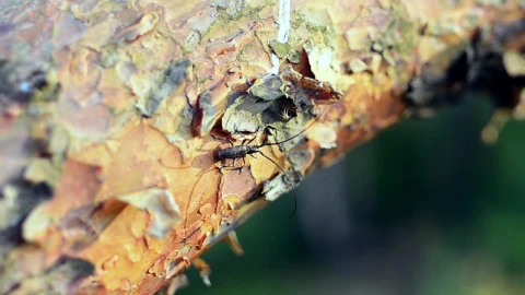 Stock Video Insect With Long Antenna Animated Wallpaper - Free Live Wallpaper