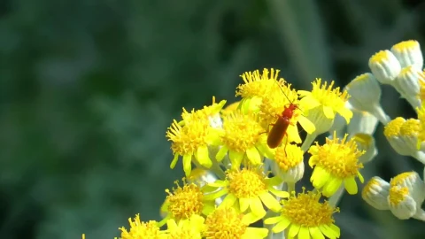 Stock Video Insect On Yellow Flowers Animated Wallpaper - Free Live Wallpaper