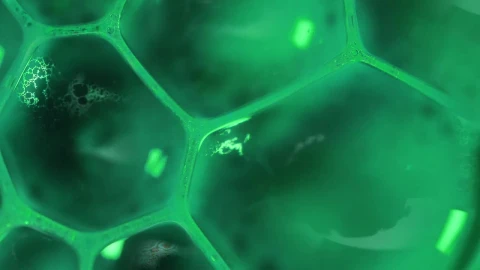 Stock Video Infected Water Under A Microscope Animated Wallpaper - Free Live Wallpaper
