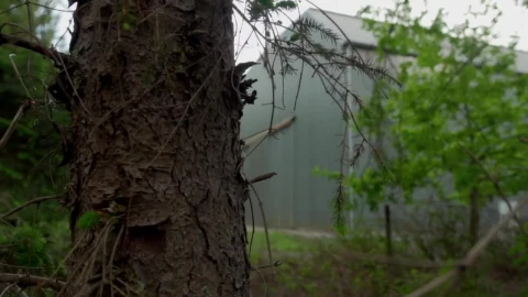 Stock Video Industrial Warehouse Between Trees And Vegetation Animated Wallpaper - Free Live Wallpaper