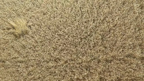 Stock Video Immense Wheat Field Seen From The Air Animated Wallpaper - Free Live Wallpaper