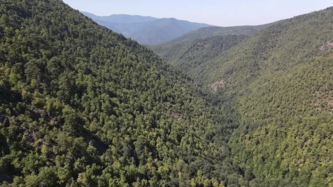 Stock Video Immense Sunny Mountain Range Covered With Trees Animated Wallpaper - Free Live Wallpaper
