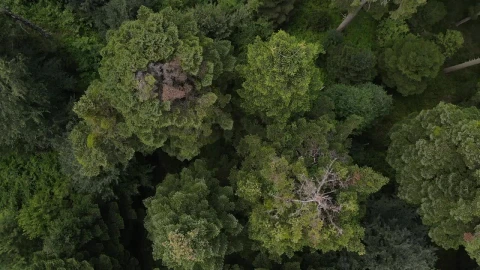 Stock Video Immense Pine Forest Seen From Above Animated Wallpaper - Free Live Wallpaper