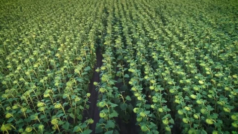 Stock Video Immense Agriculture Field Of Sunflowers Animated Wallpaper - Free Live Wallpaper