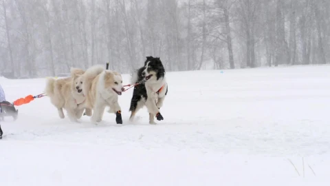 Stock Video Husky Sled Dogs Running In Slow Motion Animated Wallpaper - Free Live Wallpaper