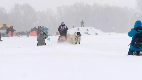 Stock Video Husky Sled Dogs Pulling In Slow Motion Animated Wallpaper - Free Live Wallpaper