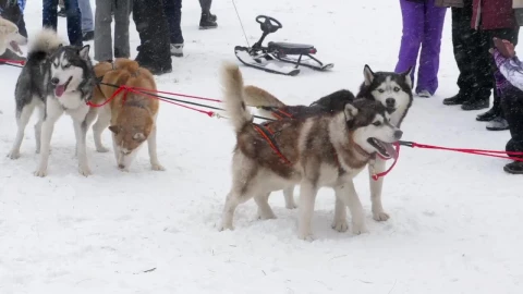 Stock Video Husky Sled Dogs In The Snow Animated Wallpaper - Free Live Wallpaper