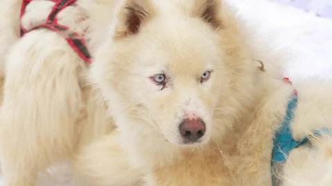 Stock Video Husky Sled Dogs In Harness Animated Wallpaper - Free Live Wallpaper