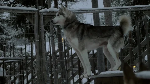 Stock Video Husky Looking Out Across A Garden Animated Wallpaper - Free Live Wallpaper