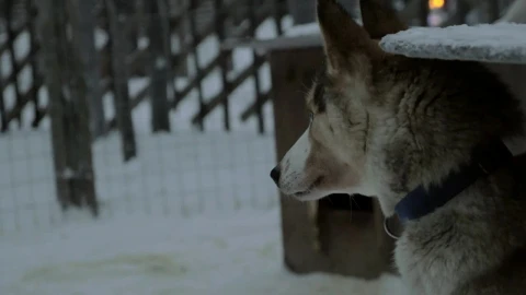 Stock Video Husky Enjoying The Snow Animated Wallpaper - Free Live Wallpaper