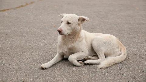 Stock Video Hungry Stray Dog Lies Down On The Floor Animated Wallpaper - Free Live Wallpaper