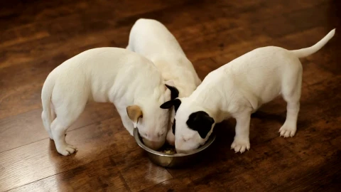 Stock Video Hungry Puppies Eating Together Animated Wallpaper - Free Live Wallpaper