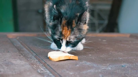 Stock Video Hungry Cat Licking A Piece Of Bread Animated Wallpaper - Free Live Wallpaper