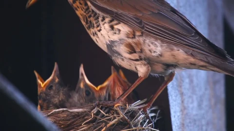 Stock Video Hungry Chicks In The Nest Animated Wallpaper - Free Live Wallpaper