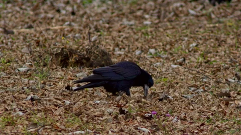 Stock Video Hungry Bird Looking For Food Animated Wallpaper - Free Live Wallpaper