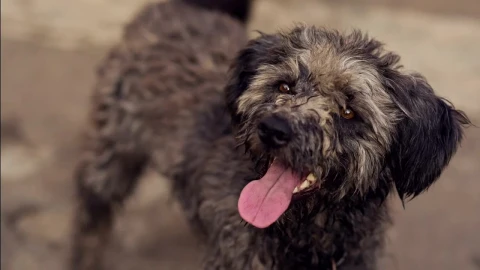 Stock Video Hungry And Thirsty Stray Dog Animated Wallpaper - Free Live Wallpaper