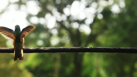 Stock Video Hummingbirds Fly And Play On Railing Animated Wallpaper - Free Live Wallpaper