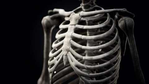 Stock Video Human Skeleton Model Animated Wallpaper - Free Live Wallpaper