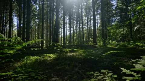 Stock Video Humid Forest Animated Wallpaper - Free Live Wallpaper
