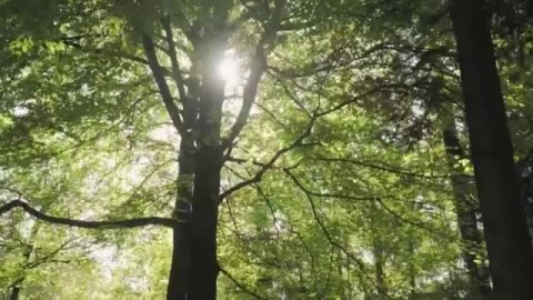 Stock Video Huge Trees In A Large Green Forest Smal Animated Wallpaper - Free Live Wallpaper
