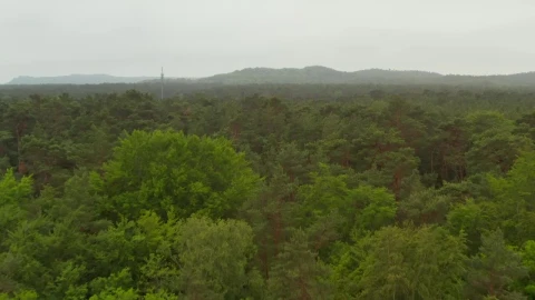 Stock Video Huge Forest Full Of Green Trees And Mist Aerial Animated Wallpaper - Free Live Wallpaper