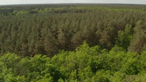 Stock Video Huge Forest Full Of Green Trees Aerial Tilt Shot Animated Wallpaper - Free Live Wallpaper