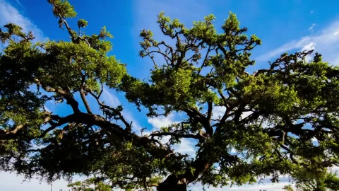 Stock Video Huge Argan Tree In The Savanna Animated Wallpaper - Free Live Wallpaper