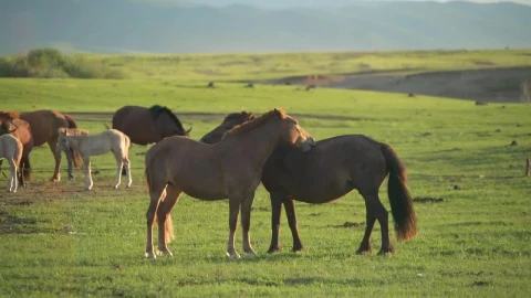 Stock Video Horses Scratching Each Other Animated Wallpaper - Free Live Wallpaper