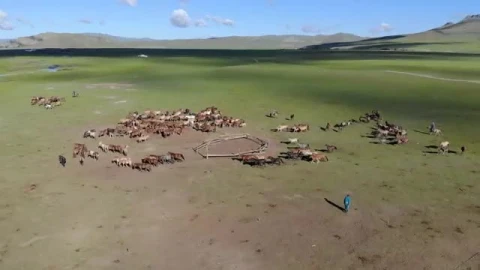 Stock Video Horses Running On A Large Green Valley Smal Animated Wallpaper - Free Live Wallpaper