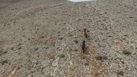 Stock Video Horses Running In Slow Motion On A Rocky Valley Animated Wallpaper - Free Live Wallpaper