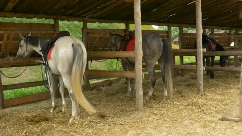 Stock Video Horses Parked On The Stable Animated Wallpaper - Free Live Wallpaper
