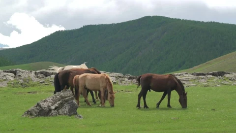 Stock Video Horses Grazing In The Plain Animated Wallpaper - Free Live Wallpaper
