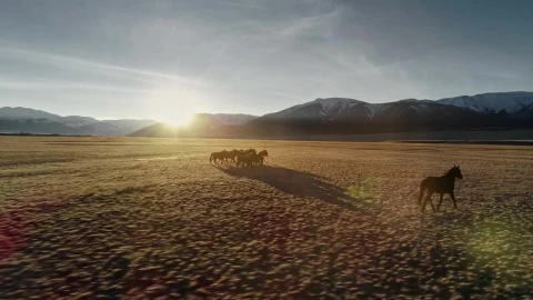 Stock Video Horses Galloping On The Meadow Animated Wallpaper - Free Live Wallpaper