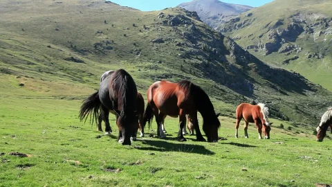 Stock Video Horses Eating High In The Hills Animated Wallpaper - Free Live Wallpaper