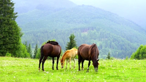 Stock Video Horses Family Grazing In The Meadow Animated Wallpaper - Free Live Wallpaper