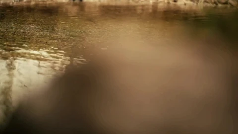 Stock Video Horse Walking Through A Shallow Stream Animated Wallpaper - Free Live Wallpaper