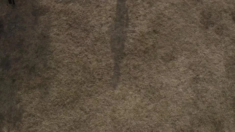 Stock Video Horse Trotting Around Person Animated Wallpaper - Free Live Wallpaper