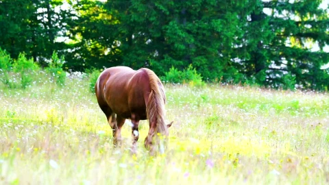 Stock Video Horse Feeding In A Meadow Animated Wallpaper - Free Live Wallpaper