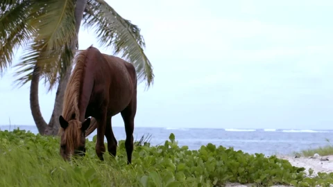 Stock Video Horse Eating Grass By The Ocean Animated Wallpaper - Free Live Wallpaper