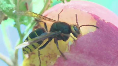 Stock Video Hornet Close Up Animated Wallpaper - Free Live Wallpaper