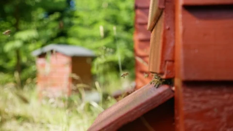 Stock Video Honey Producing Beekeeping Farm Animated Wallpaper - Free Live Wallpaper