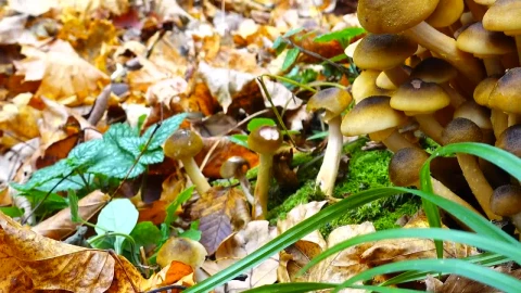 Stock Video Honey Fungus Growing On The Floor Animated Wallpaper - Free Live Wallpaper