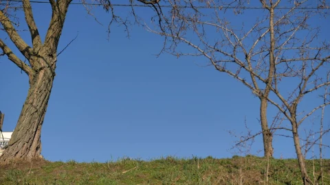 Stock Video Homeless Man In The Park Animated Wallpaper - Free Live Wallpaper