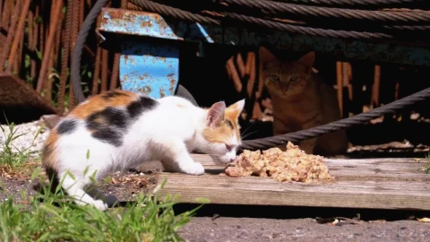 Stock Video Homeless Little Kitten Eating Animated Wallpaper - Free Live Wallpaper